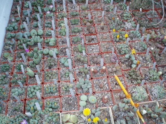 Коллекция Григория Мухина (Фастов)