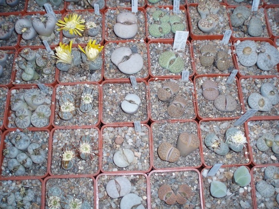 Коллекция Григория Мухина (Фастов)