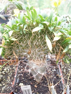 Коллекция Юрия Норенко (Бровары)