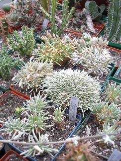 Коллекция Юрия Норенко (Бровары)