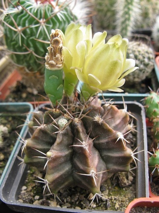 Фото коллекции В.М. Павлика (г. Жашков)