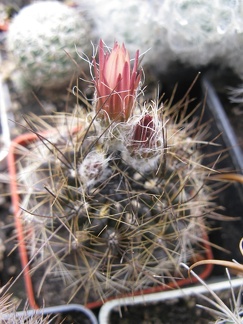 Фото коллекции В.М. Павлика (г. Жашков)