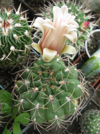 Фото коллекции В.М. Павлика (г. Жашков)