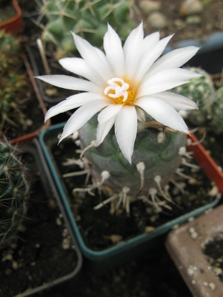 Фото коллекции В.М. Павлика (г. Жашков)