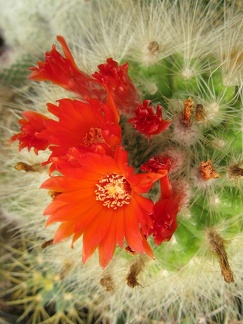 Фото коллекции В.М. Павлика (г. Жашков)