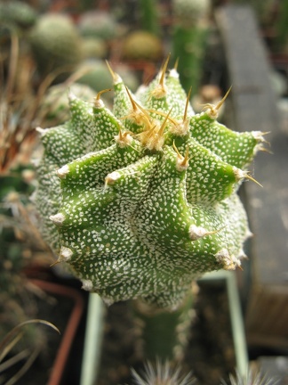 Фото коллекции В.М. Павлика (г. Жашков)