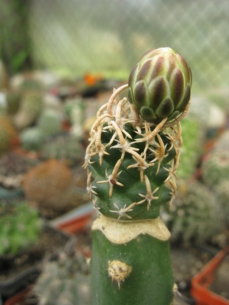 Фото коллекции В.М. Павлика (г. Жашков)