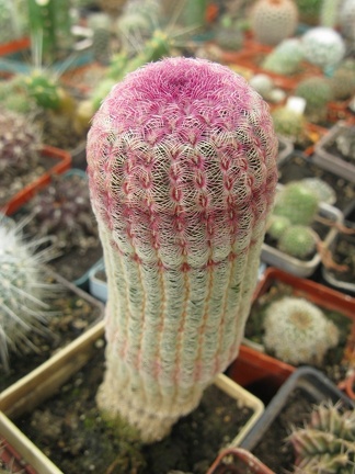 Фото коллекции В.М. Павлика (г. Жашков)