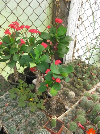 Фото коллекции В.М. Павлика (г. Жашков)