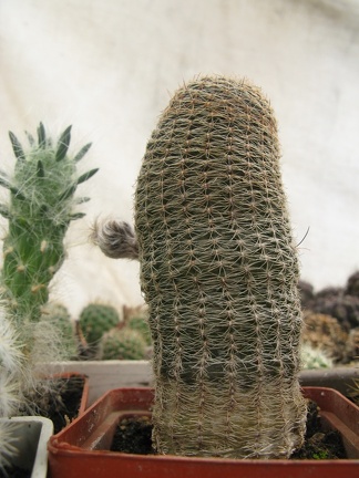 Фото коллекции В.М. Павлика (г. Жашков)