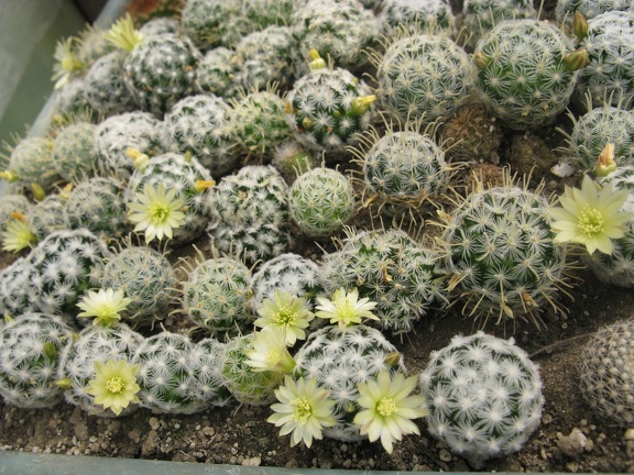 Фото коллекции В.М. Павлика (г. Жашков)