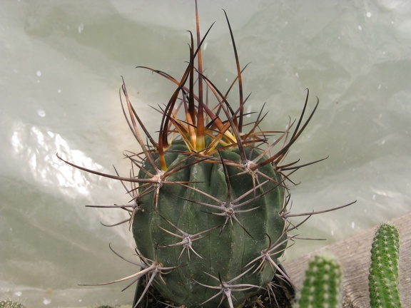 Фото коллекции В.М. Павлика (г. Жашков)