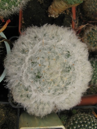 Фото коллекции В.М. Павлика (г. Жашков)