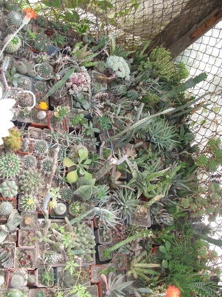 Фото коллекции В.М. Павлика (г. Жашков)