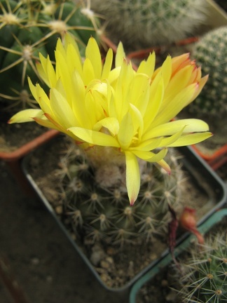 Фото коллекции В.М. Павлика (г. Жашков)