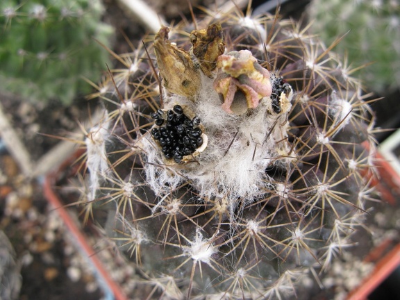 Фото коллекции В.М. Павлика (г. Жашков)