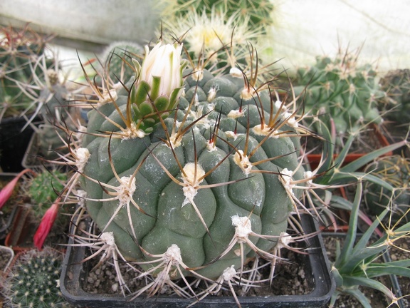 Фото коллекции В.М. Павлика (г. Жашков)