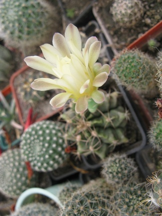 Фото коллекции В.М. Павлика (г. Жашков)