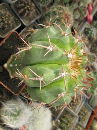 Фото коллекции В.М. Павлика (г. Жашков)