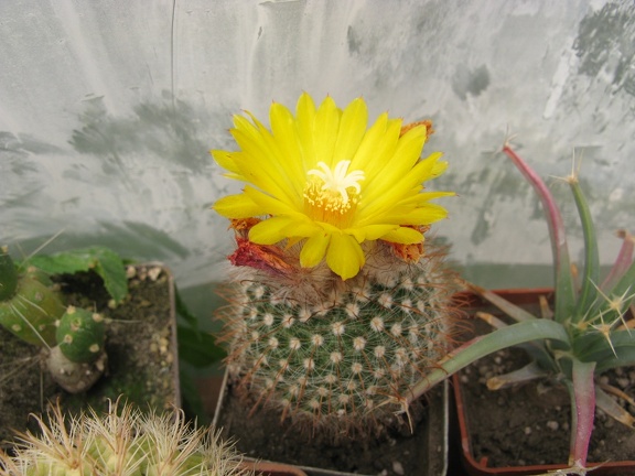 Фото коллекции В.М. Павлика (г. Жашков)