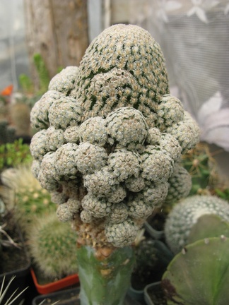 Фото коллекции В.М. Павлика (г. Жашков)