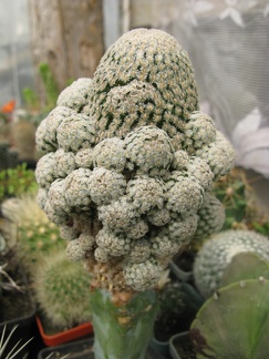 Фото коллекции В.М. Павлика (г. Жашков)