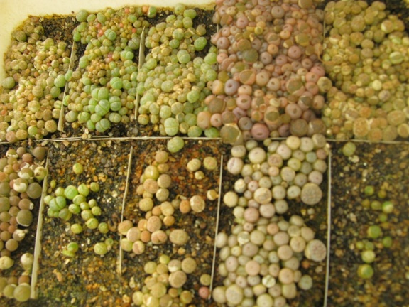 Фото коллекции В.М. Павлика (г. Жашков)