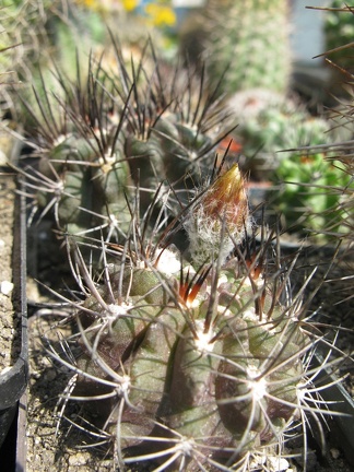 Фото коллекции В.М. Павлика (г. Жашков)