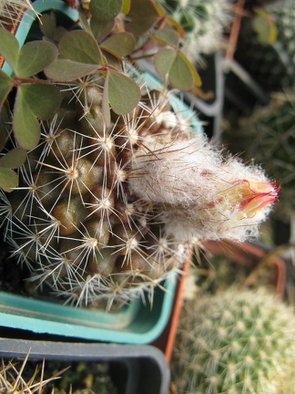 Фото коллекции В.М. Павлика (г. Жашков)