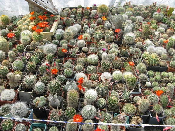 Фото коллекции В.М. Павлика (г. Жашков)