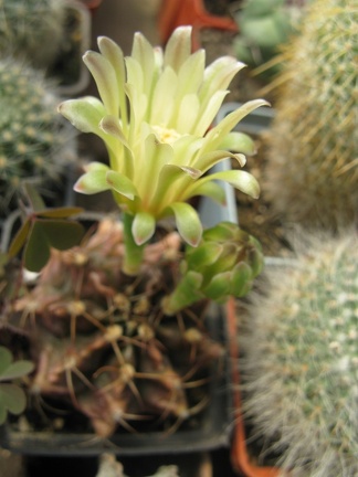 Фото коллекции В.М. Павлика (г. Жашков)