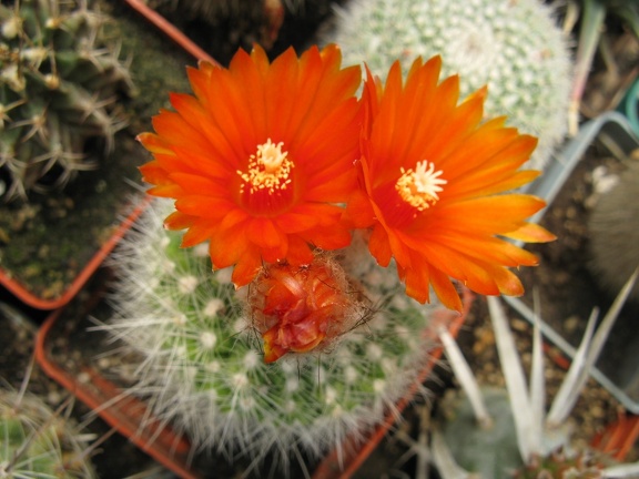 Фото коллекции В.М. Павлика (г. Жашков)