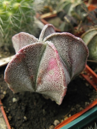 Фото коллекции В.М. Павлика (г. Жашков)