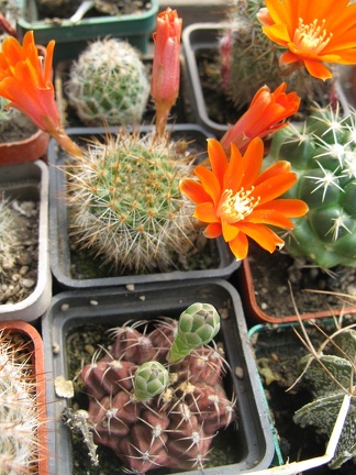 Фото коллекции В.М. Павлика (г. Жашков)