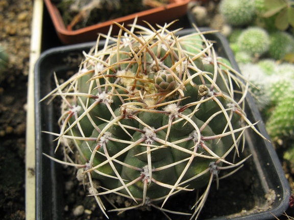 Фото коллекции В.М. Павлика (г. Жашков)