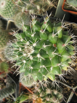 Фото коллекции В.М. Павлика (г. Жашков)