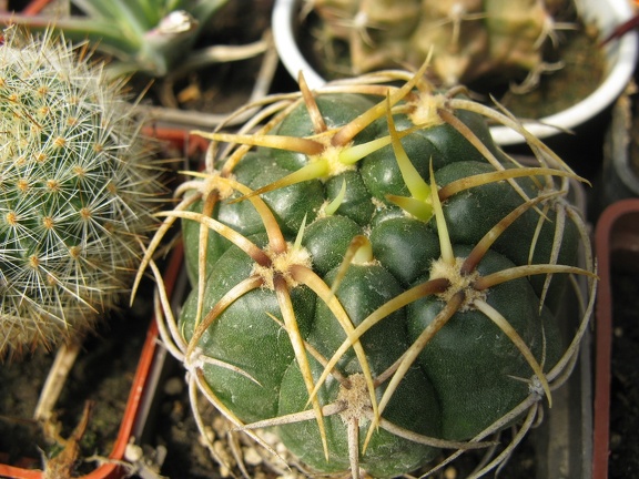 Фото коллекции В.М. Павлика (г. Жашков)