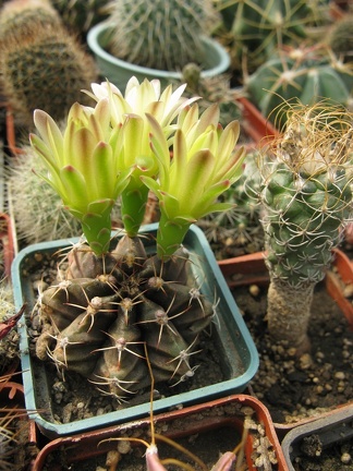 Фото коллекции В.М. Павлика (г. Жашков)