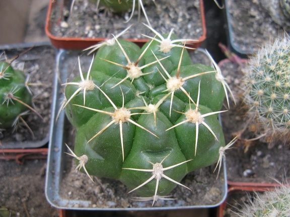 Фото коллекции В.М. Павлика (г. Жашков)