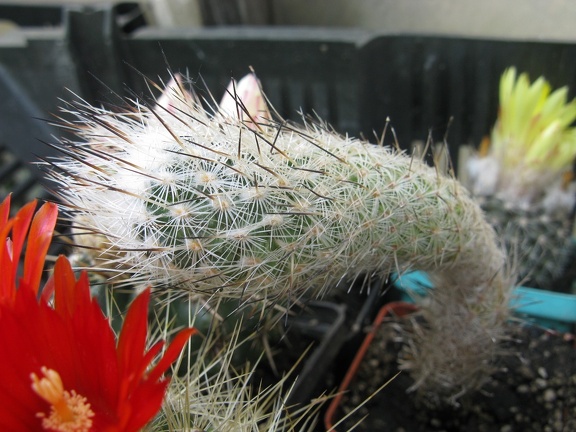 Фото коллекции В.М. Павлика (г. Жашков)