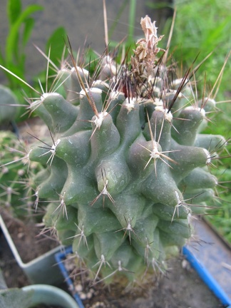 Фото коллекции В.М. Павлика (г. Жашков)