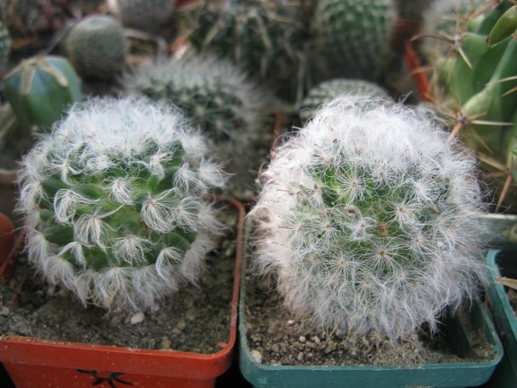 Фото коллекции В.М. Павлика (г. Жашков)