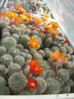 Фото коллекции В.М. Павлика (г. Жашков)