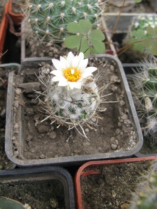 Фото коллекции В.М. Павлика (г. Жашков)