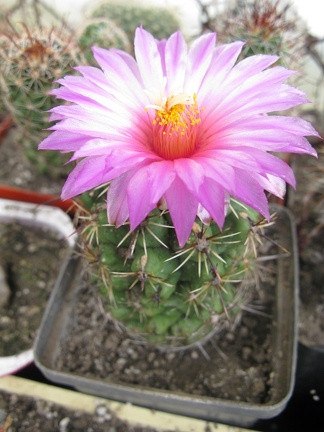 Фото коллекции В.М. Павлика (г. Жашков)