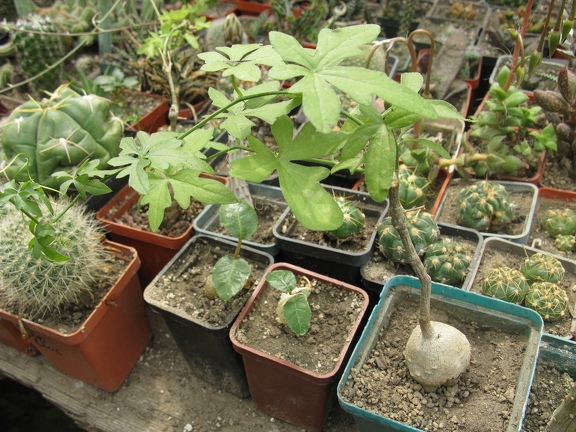 Фото коллекции В.М. Павлика (г. Жашков)