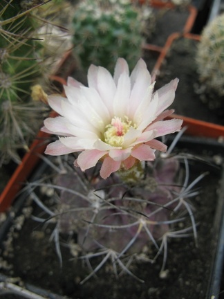 Фото коллекции В.М. Павлика (г. Жашков)