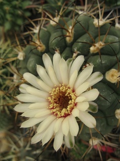 Фото коллекции В.М. Павлика (г. Жашков)