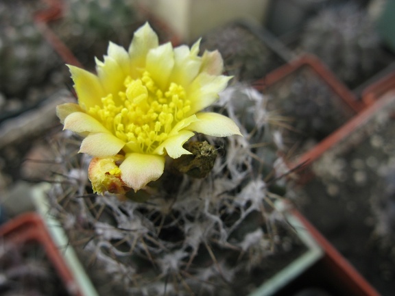 Фото коллекции В.М. Павлика (г. Жашков)