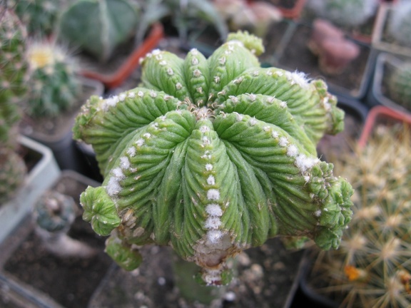 Фото коллекции В.М. Павлика (г. Жашков)